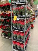 OBI Markt Velbert - Weihnachtssterne