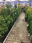 OBI Markt Waldshut-Tiengen - Gartenabteilung OBI Waldshut