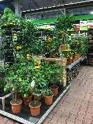 OBI Markt Waldshut-Tiengen - Gartenabteilung OBI Waldshut