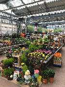 OBI Markt Weiden - Markt Weiden - Beet und Balkonpflanzen