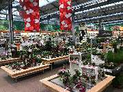 OBI Markt Weiden - Markt Weiden - Innenpflanze