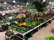 OBI Markt Weimar-Süßenborn - Pflanze Indoor