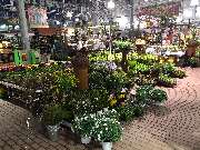 OBI Markt Weimar-Süßenborn - Pflanze Kalthalle