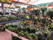 OBI Markt Weißenburg - - OBI Baumarkt Weißenburg (DIY)- 7.500m² Verkaufsfläche / Sales Area- Abteilung: Gartenwarmhalle