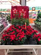 OBI Markt Weißenburg - - OBI Baumarkt Weißenburg (DIY)- 7.500m² Verkaufsfläche / Sales Area- Abteilung: Weihnachtsmarkt Innengarten