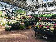 OBI Markt Winsen - Es blüht so schön im OBI Winsen