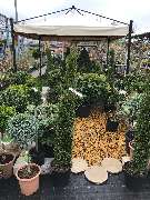 OBI Markt Winsen - Klassische Formgehölze bei uns im OBI Winsen