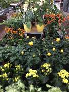 OBI Markt Wunstorf - OBI Markt-Eingang Wunstorf