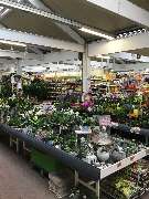 OBI Markt Wunstorf - Zimmerpflanzen ,im Gartencenter