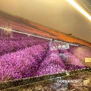 ODENWALDGLAS - Küchenrückwand Digitaldruck