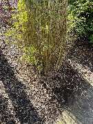 Omach Gartenlandschaftsbau - WhatsApp Bild 2025-03-31 um 09.39.21_e403b46d.jpg