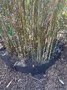 Omach Gartenlandschaftsbau - WhatsApp Bild 2025-03-31 um 09.39.22_3cc1238c.jpg