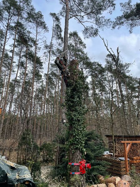 Omach Gartenlandschaftsbau - WhatsApp Bild 2025-03 …