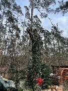 Omach Gartenlandschaftsbau - WhatsApp Bild 2025-03-31 um 09.39.35_91eead08.jpg