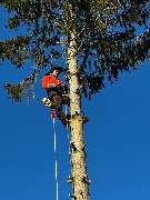 Omach Gartenlandschaftsbau - WhatsApp Bild 2025-03-31 um 09.39.36_4135ee2f.jpg