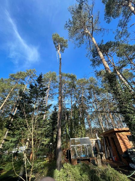 Omach Gartenlandschaftsbau - WhatsApp Bild 2025-03 …