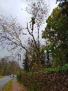 Omach Gartenlandschaftsbau - WhatsApp Bild 2025-03-31 um 09.47.08_1437281a.jpg