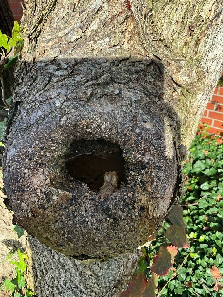 Omach Gartenlandschaftsbau - WhatsApp Bild 2025-03 …