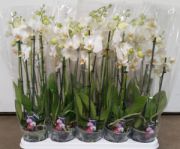 Bild 1 - Orchidee.kaufen, Sprockhövel