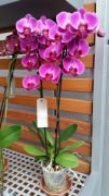 Bild 2 - Orchidee.kaufen, Sprockhövel