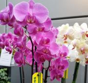Bild 4 - Orchidee.kaufen, Sprockhövel