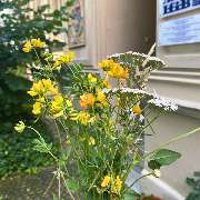 Osteopathie am Schloss Bonn - Essenia Elena Karvouniaris - Ein bunter Blumenstrauß steht vor dem stilvollen Gebäude der Osteopathie-Praxis am Schloss Bonn und vermittelt eine einladende Atmosphäre.