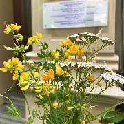 Osteopathie am Schloss Bonn - Essenia Elena Karvouniaris - Ein gelb-weißer Blumenstrauß verleiht der Osteopathie-Praxis am Schloss Bonn eine einladende und frische Atmosphäre.
