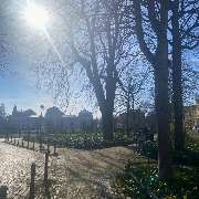 Osteopathie am Schloss Bonn - Essenia Elena Karvouniaris - Ein grüner Park mit majestätischen Bäumen und umliegenden Gebäuden bietet eine ruhige Umgebung nahe der Osteopathie-Praxis am Schloss Bonn.
