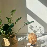 Osteopathie am Schloss Bonn - Essenia Elena Karvouniaris - Eine grüne Zimmerpflanze und eine elegante Lampe stehen im warmen Sonnenlicht und sorgen für eine entspannte Atmosphäre in der Osteopathie-Praxis am Schloss Bonn.