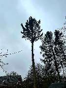 Ostsee.MV.Baumkletterer - 20240228_183303.jpg