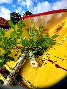 Ostsee.MV.Baumkletterer - 4