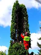 Ostsee.MV.Baumkletterer - 5