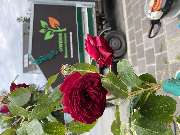 Owens Baumarbeiten - GALLERY