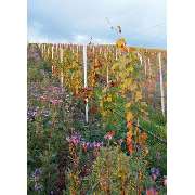 Panoramaweingut Baumgärtner - GALLERY