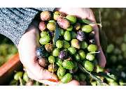 Paradiesana - GALLERY