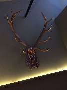 Paulaner Platzhirsch am Main - GALLERY