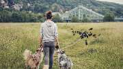 Pawlane - Dogwalk - GALLERY