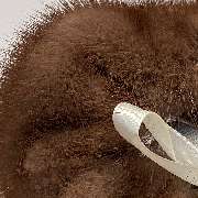 Pelzhaus Plappert e K - GALLERY