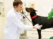 Peresada Igor Tierarzt Altenkunstadt - GALLERY