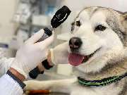 Peresada Igor Tierarzt Altenkunstadt - GALLERY