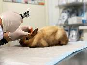 Peresada Igor Tierarzt Altenkunstadt - GALLERY