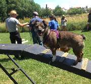 perroCC Hundetrainer Ausbildung - 1