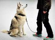 perroCC Hundetrainer Ausbildung - 2
