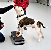 perroCC Hundetrainer Ausbildung - 3