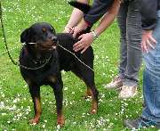 perroCC Hundetrainer Ausbildung - 4