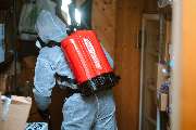 PESTSAFE Schädlingsbekämpfung Düsseldorf - KÄFERBEKÄMPFUNG