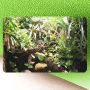 Peter Nowark Terraristik GmbH - GALLERY