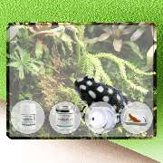 Peter Nowark Terraristik GmbH - GALLERY