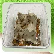 Peter Nowark Terraristik GmbH - GALLERY