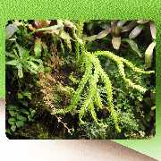 Peter Nowark Terraristik GmbH - GALLERY